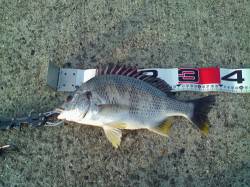 西宮浜 エビ撒き釣りでキビレ＆セイゴ これ…