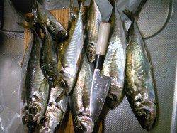 香住西港でアジのウキ釣り、良型が大漁です！
