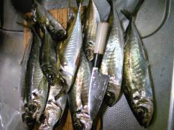 香住西港でアジのウキ釣り、良型が大漁です！…