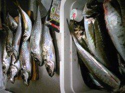香住西港でアジのウキ釣り、良型が大漁です！