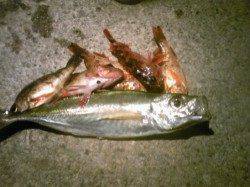 香住東港 ウキ釣りでアジ狙い釣果☆