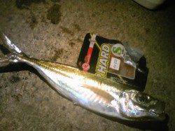 香住東港 ウキ釣りでアジ狙い釣果☆