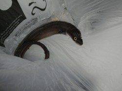 太地港 ヤエンでヒラメ・アオリイカ・アナゴ