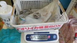 衣奈漁港 エギングでアオリイカ1560g