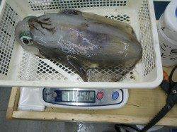 見草漁港 ヤエンでアオリイカキロオーバー2ハイ