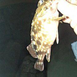 舞洲でメバリング、25㎝程の良型ガシラ