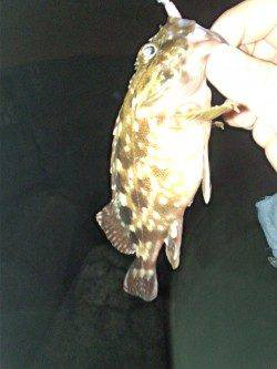 舞洲でメバリング、25㎝程の良型ガシラ