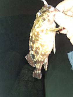 舞洲でメバリング、25㎝程の良型ガシラ