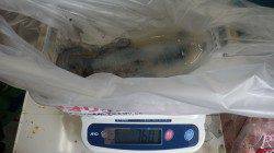 みなべ堺堤防、親子で初アオリゲット♪