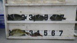 すさみ漁港 グレ・アイゴ・ガシラ釣果