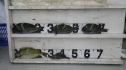 すさみ漁港 グレ・アイゴ・ガシラ釣果