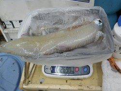 すさみ地磯 ヤエンでアオリイカ２６９０ｇ、１１４５ｇ