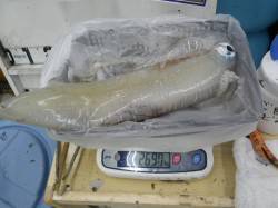 すさみ地磯 ヤエンでアオリイカ２６９０ｇ、…