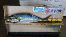 堺堤防先端で3.5kgのメバルGET！！！ライトジグですv