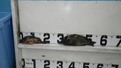 すさみ　紀州釣りでガシラ＆グレ釣果