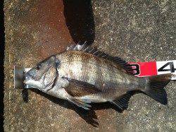 淀川河口 フカセでチヌ45cm 周りも好調の様子☆