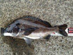 武庫川河口 早朝からのフカセ釣りでチヌ50cm☆