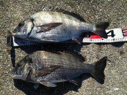 淀川河口でのフカセ釣り、42・45cmのチヌ2枚