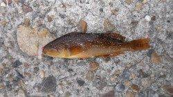 本荘人工島探り釣り、始めてナマコも釣れました♪