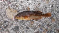 本荘人工島探り釣り、始めてナマコも釣れまし…