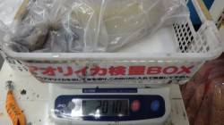みなべ一本松 ヤエンでアオリイカ2kgオー…