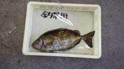 堺 フカセでアイゴ32cm☆