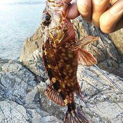 小杭・方杭漁港でガシラの釣果