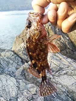 小杭・方杭漁港でガシラの釣果