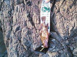 小杭・方杭漁港 地磯の穴釣りでガシラゲット