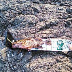 小杭・方杭漁港 地磯の穴釣りでガシラゲット