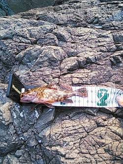 小杭・方杭漁港 地磯の穴釣りでガシラゲット…