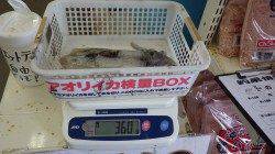 堺堤防ヤエンでアオリイカの数釣り！