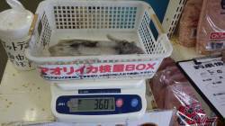 堺堤防ヤエンでアオリイカの数釣り！