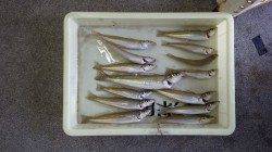 みなべ 投げ釣りでキス10〜19cm14匹