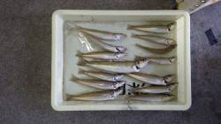 みなべ 投げ釣りでキス10〜19cm14匹…