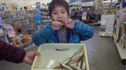 みなべ埴田漁港で投げ釣り、キス二桁釣果☆