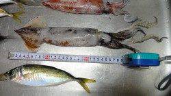 串本港 ウキ釣りでヤリイカ胴長24cm＆19cm！