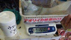 初のウキ釣りチャレンジでキロアップ2杯♪