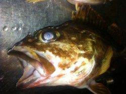 田烏にてメバリング、周りも良く釣れていました♪