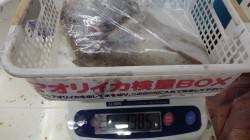 天神崎 ヤエンでアオリイカ1,385g
