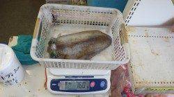 天神崎 ヤエンでアオリイカ765g