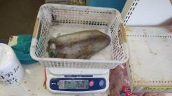 天神崎 ヤエンでアオリイカ765g