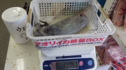 本日も釣れています！みなべ堺漁港でエギング…