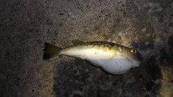 本荘人工島 探り釣りでガシラ4匹＆ショウサイフグ