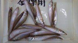 みなべ埴田漁港で投げ釣り、キス二桁釣果☆