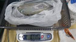 椿地磯 ヤエンでアオリイカ710g