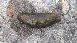 本荘人工島探り釣り、始めてナマコも釣れました♪