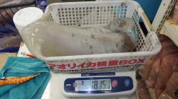 みなべ地磯 エギングでアオリイカ1815g…