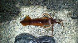 串本港 ウキ釣りでヤリイカ胴長24cm＆19cm！