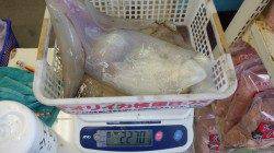 印南 ヤエンでアオリイカ2270g